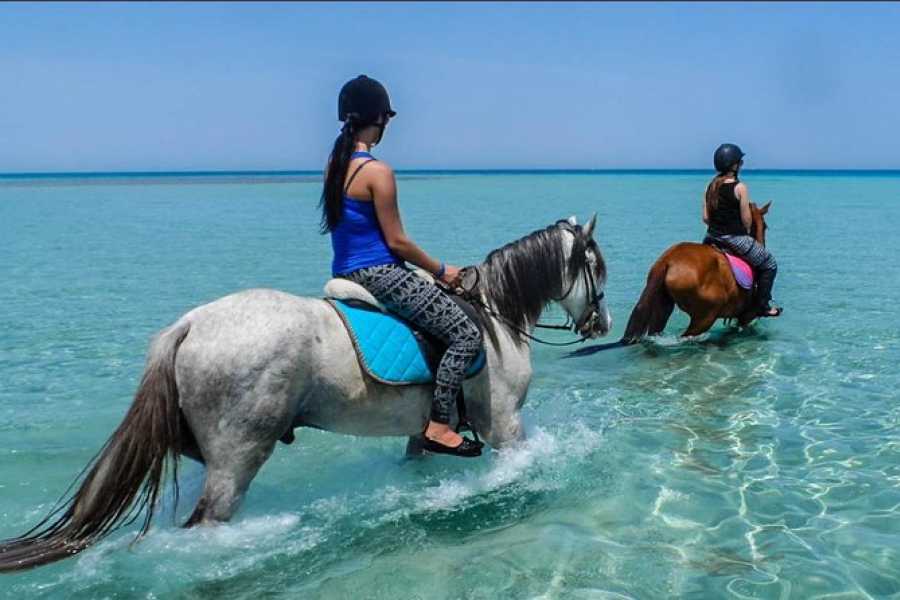 Horse Riding in Hurghada | Beach & Desert Horse Tour